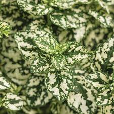 'Polka Dot Plant' Starter Plant 8 Live Plant Hypoestes White For Garden