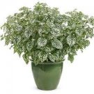 16 Live Plant 'Polka Dot Plant' Starter Plant Hypoestes White For Garden