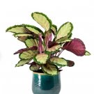 1 Live Plant Calathea Silvia Starter Plant For Garden