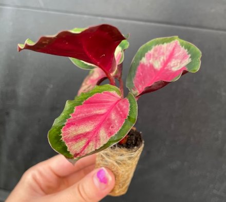 Calathea Silvia 2 Live Plant Starter Plant For Garden