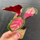Calathea Silvia 2 Live Plant Starter Plant For Garden