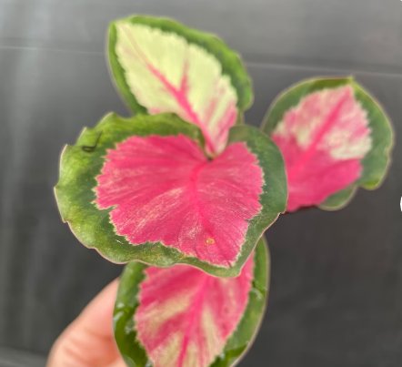 Live Plant Calathea Silvia 4 Starter Plant For Garden