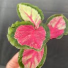 Live Plant Calathea Silvia 4 Starter Plant For Garden
