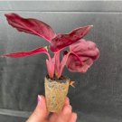 Live Plant Calathea Silvia 16 Starter Plant For Garden