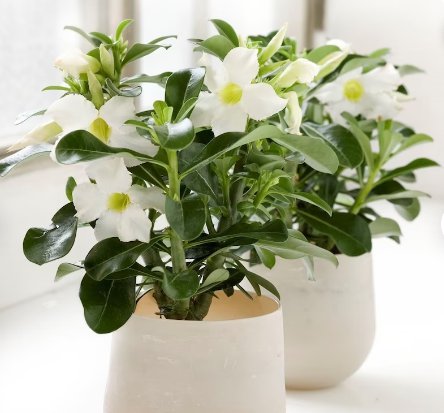 Live Plant 1 Desert Rose White 'Adenium Obesum' Starter Plant For Garden