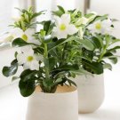 Live Plant 1 Desert Rose White 'Adenium Obesum' Starter Plant For Garden