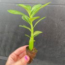 Desert Rose White 'Adenium Obesum' Starter Plant Live Plant 2 For Garden