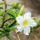 8 Desert Starter Plant Live Plant Rose White 'Adenium Obesum' For Garden