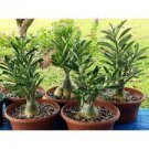 Live Plant Rose White 'Adenium 16 Desert Starter Plant Obesum' For Garden