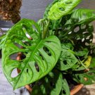 1 Live Plant Monstera Obliqua Expilata 'Swiss Cheese Plant' Starter Plant For Garden