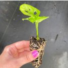 Monstera Obliqua Expilata 2 Live Plant 'Swiss Cheese Plant' Starter Plant For Garden