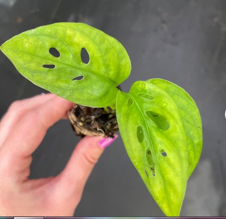 Expilata 4 Monstera Obliqua Live Plant 'Swiss Cheese Plant' Starter Plant For Garden