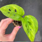 Expilata 4 Monstera Obliqua Live Plant 'Swiss Cheese Plant' Starter Plant For Garden