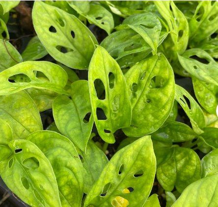 Obliqua Live Plant 'Swiss Cheese Plant' Expilata 8 Monstera Starter Plant For Garden