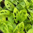 Obliqua Live Plant 'Swiss Cheese Plant' Expilata 8 Monstera Starter Plant For Garden