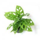 16 Obliqua Live Plant 'Swiss Cheese Plant' Expilata Monstera Starter Plant For Garden