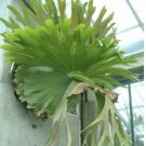 1 Live Plant Obliqua Live Plant 'Swiss Cheese Plant' Expilata For Garden