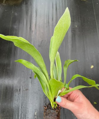 2 Live Plant Obliqua Live Plant 'Swiss Cheese Plant' Expilata For Garden