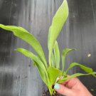 2 Live Plant Obliqua Live Plant 'Swiss Cheese Plant' Expilata For Garden