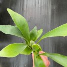'Swiss Cheese Plant' Expilata For Garden 4 Obliqua Live Plant