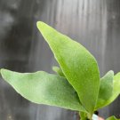 8 Obliqua 'Swiss Cheese Plant' Expilata For Garden Live Plant