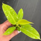 Starter Plant 2 Philodendron Moonlight For Garden Live Plant