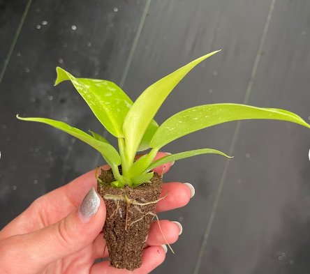 Starter Plant 4 Live Plant Philodendron Moonlight For Garden