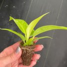Starter Plant 4 Live Plant Philodendron Moonlight For Garden