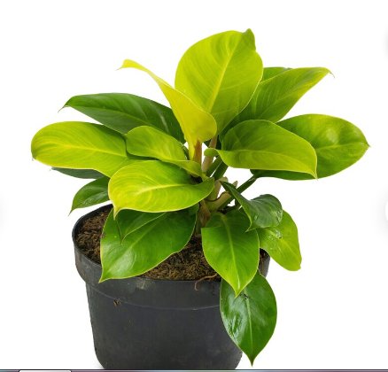8 Live Plant Philodendron Starter Plant Moonlight For Garden