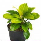 8 Live Plant Philodendron Starter Plant Moonlight For Garden