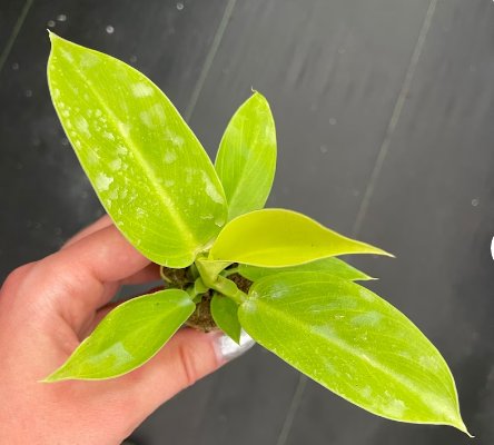 Starter Plant Moonlight 16 Live Plant Philodendron For Garden