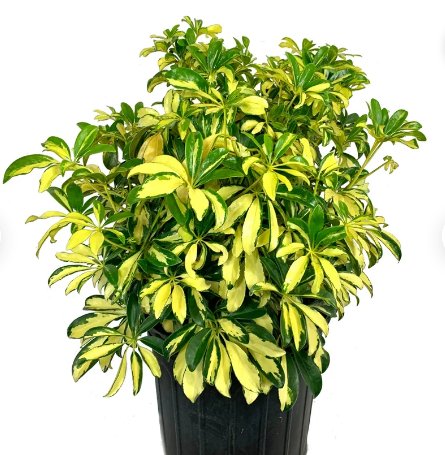 1 Live Plant Schefflera Trinette (Variegated Arboricola) Starter Plant For Garden