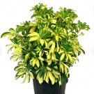 1 Live Plant Schefflera Trinette (Variegated Arboricola) Starter Plant For Garden