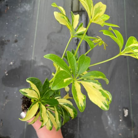 Schefflera Trinette 2 Live Plant  (Variegated Arboricola) Starter Plant For Garden