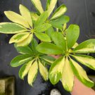 (Variegated Arboricola) Starter Plant Schefflera Trinette 4 Live Plant  For Garden