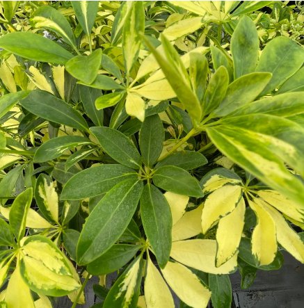 16 Live Plant Starter Plant Schefflera Trinette (Variegated Arboricola) For Garden