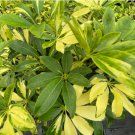 16 Live Plant Starter Plant Schefflera Trinette (Variegated Arboricola) For Garden