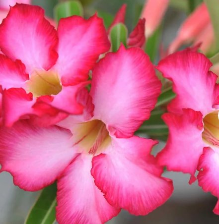 1 Live Plant Desert Rose Pink 'Adenium Obesum' Starter Plant For Garden