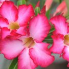 1 Live Plant Desert Rose Pink 'Adenium Obesum' Starter Plant For Garden