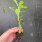 Desert Rose Pink 'Adenium 2 Live Plant Obesum' Starter Plant For Garden