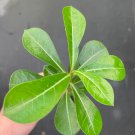 Desert Rose Pink 'Adenium 4 Obesum' Starter Plant Live Plant For Garden