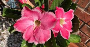 8 Obesum' Starter Plant Desert Rose Pink 'Adenium Live Plant For Garden