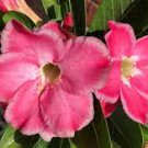 8 Obesum' Starter Plant Desert Rose Pink 'Adenium Live Plant For Garden