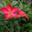 Rose Pink 'Adenium Live Plant 16 Obesum' Starter Plant Desert For Garden
