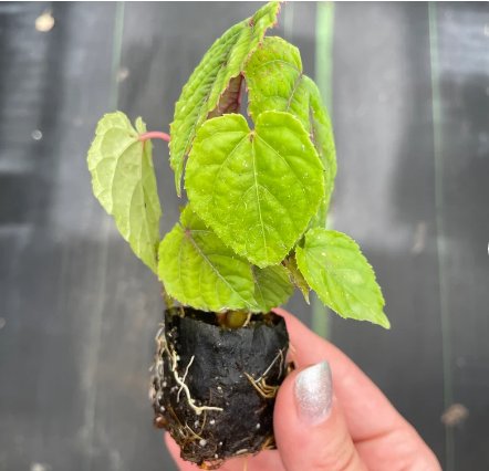 2 Live Plant Cissus Discolor Starter Plant For Garden