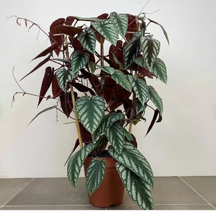 Cissus Discolor 1 Live Plant Starter Plant For Garden