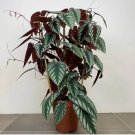 Cissus Discolor 1 Live Plant Starter Plant For Garden