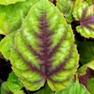 Cissus Discolor Starter Plant For Garden 4 Live Plant
