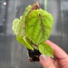 Starter Plant For Garden 8 Live PlantCissus Discolor