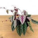 For Garden Starter Plant 8 Live PlantCissus Discolor16